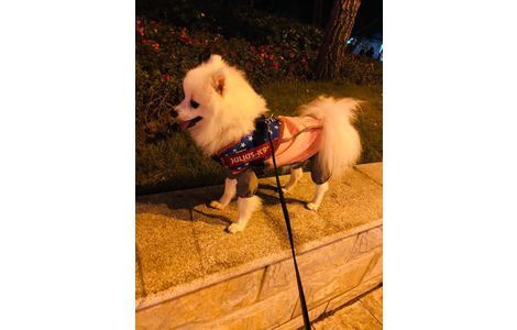 小体型博美犬，尖嘴，纯白色无杂...