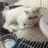 猫猫头额黑色一点，后颈黑块，屁...