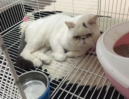 猫猫头额黑色一点，后颈黑块，屁...