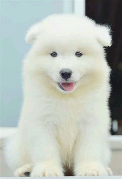 ：奥！有一个盒子在主人的手里，那是什么呢？