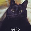 串串:NEKO