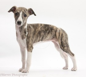 惠比特犬|威比特犬,惠比特,鞭犬