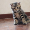 [仅限北京]2个多月的可爱猫咪想找一个家