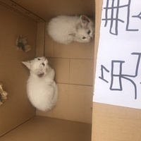 一个月奶白色猫妹妹免费领养蓝色小眼睛