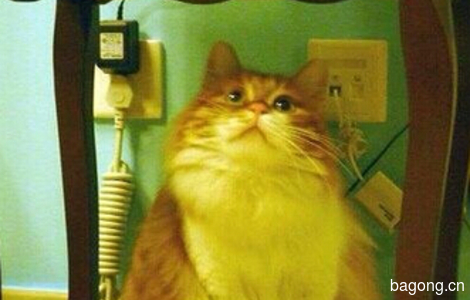 五岁花猫求好心人领养1