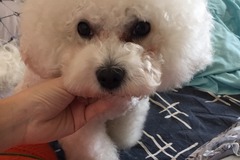 润生宠物0