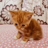 小公橘猫求收养