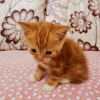 小公橘猫求收养