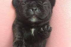 上海卡门犬舍1