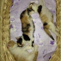 家里小猫太多了，实在养不了，所以给小猫寻找新的主人。