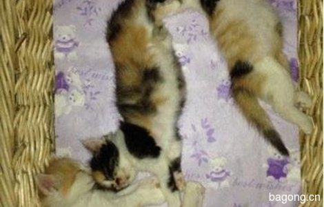 家里小猫太多了，实在养不了，所以给小猫寻找新的主人。0