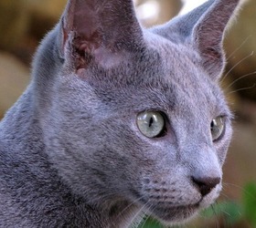 俄罗斯蓝猫|俄罗斯蓝猫|俄国短毛...