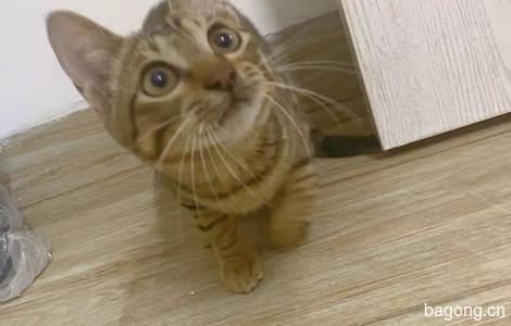 广州可爱猫咪找领养~2