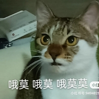 小猫咪无偿领养