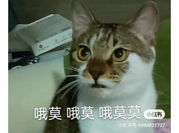 小猫咪无偿领养