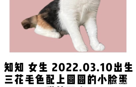 三色漂亮小猫咪求带走0