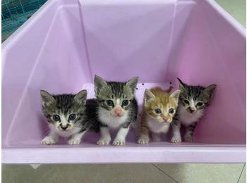求为4只可爱小猫寻找...