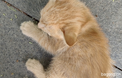 厦门站附近一个半月母猫小橘求领养3