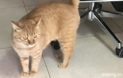 干净帅气大橘猫希望遇到一个爱猫人士领养1