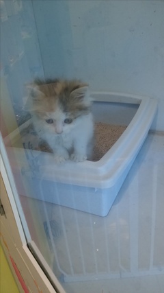 ：窝里横