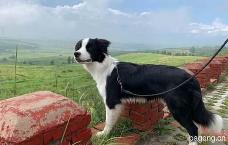 狗狗品种：边境牧羊犬
丢失时间...