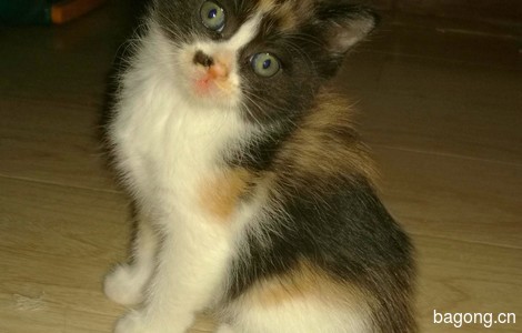 可爱小猫眯一个月大, 爱心送养2