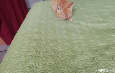 两只2个月幼猫一只橘猫 一只黑猫0