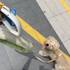 给我家小宝找户好人家