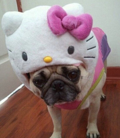 ：被KITTY吃掉的傻货额。。