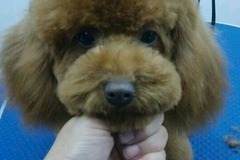 妞妞宝贝宠物店6