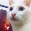 猫的特征：全身白色，蓝眼睛，略...