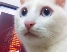 猫的特征：全身白色，蓝眼睛，略...