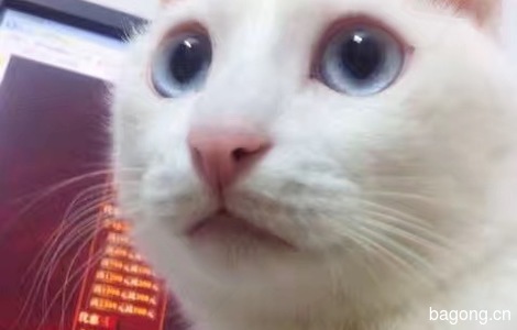 猫的特征：全身白色，蓝眼睛，略...
