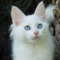 土耳其安哥拉猫