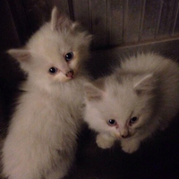 三只小白猫