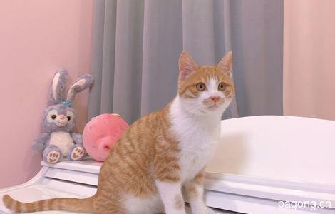 领养猫咪求给他找个好人家4