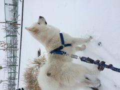 张亮亮：2015年的第一场雪