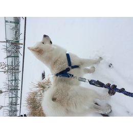 2015年的第一场雪