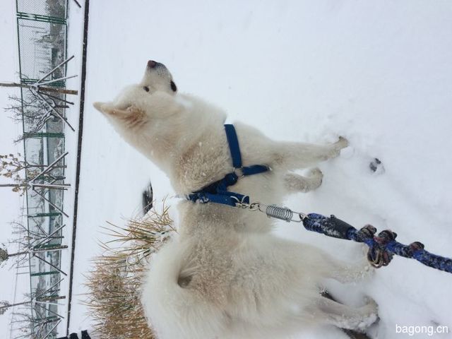 2015年的第一场雪