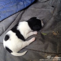 小奶狗 求北京领养