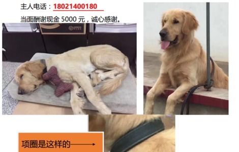 寻狗启示，狗狗名字：旺旺，犬种...