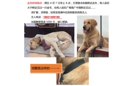 寻狗启示，狗狗名字：旺旺，犬种...