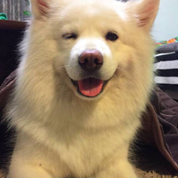 希望领养一只小萨摩