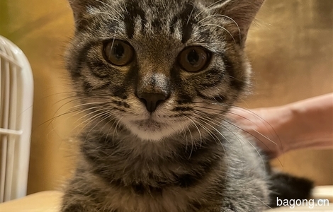 一只可爱的小奶猫小灰灰，求领养1
