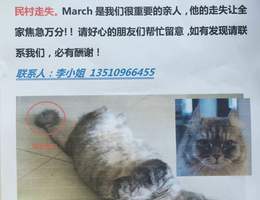 寻爱猫，名字March，5岁，公猫，...