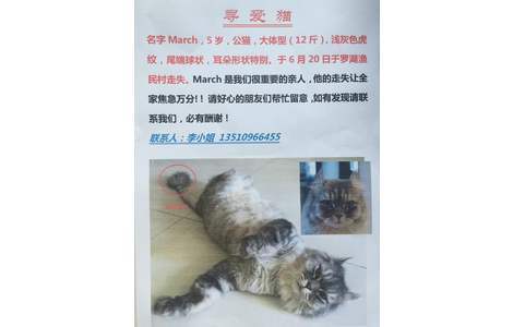 寻爱猫，名字March，5岁，公猫，...