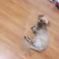 一只可爱的公狗求领养