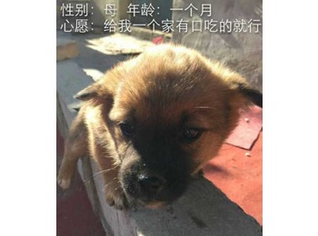 北京狗狗求领养