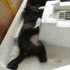 昨晚在楼下捡到2只黑色小奶猫，求领养