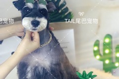 TAIL尾巴宠物